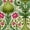 Color 4, variant on Peel and Stick Wallpaper Pink Yellow Floral Damask Pineapple Accents 17.7in x 118in Contact Paper Removable Self Adhesive Wall Mural Wall Decor for Bedroom Kitchen Cabinets