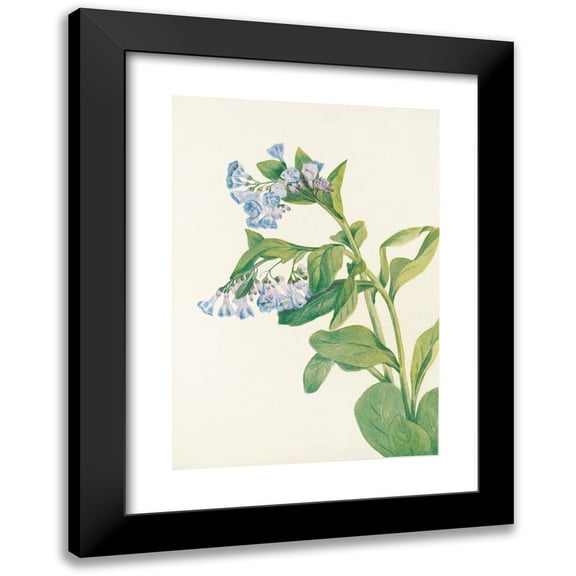 Mary Vaux Walcott 11x14 Black Modern Framed Museum Art Print Titled - Virginia Bluebells. (Mertensia Virginica) (1925)