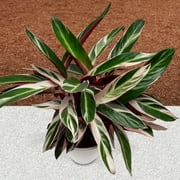 6 in. Stromanthe Triostar Plant