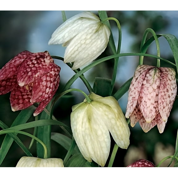 (3) Spectacular Flowering Bulbs Fritillaria Meleagris Checkered Lily