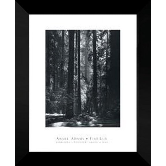 Ansel Adams FRAMED 20x24 "Redwoods, Founder's Grove"