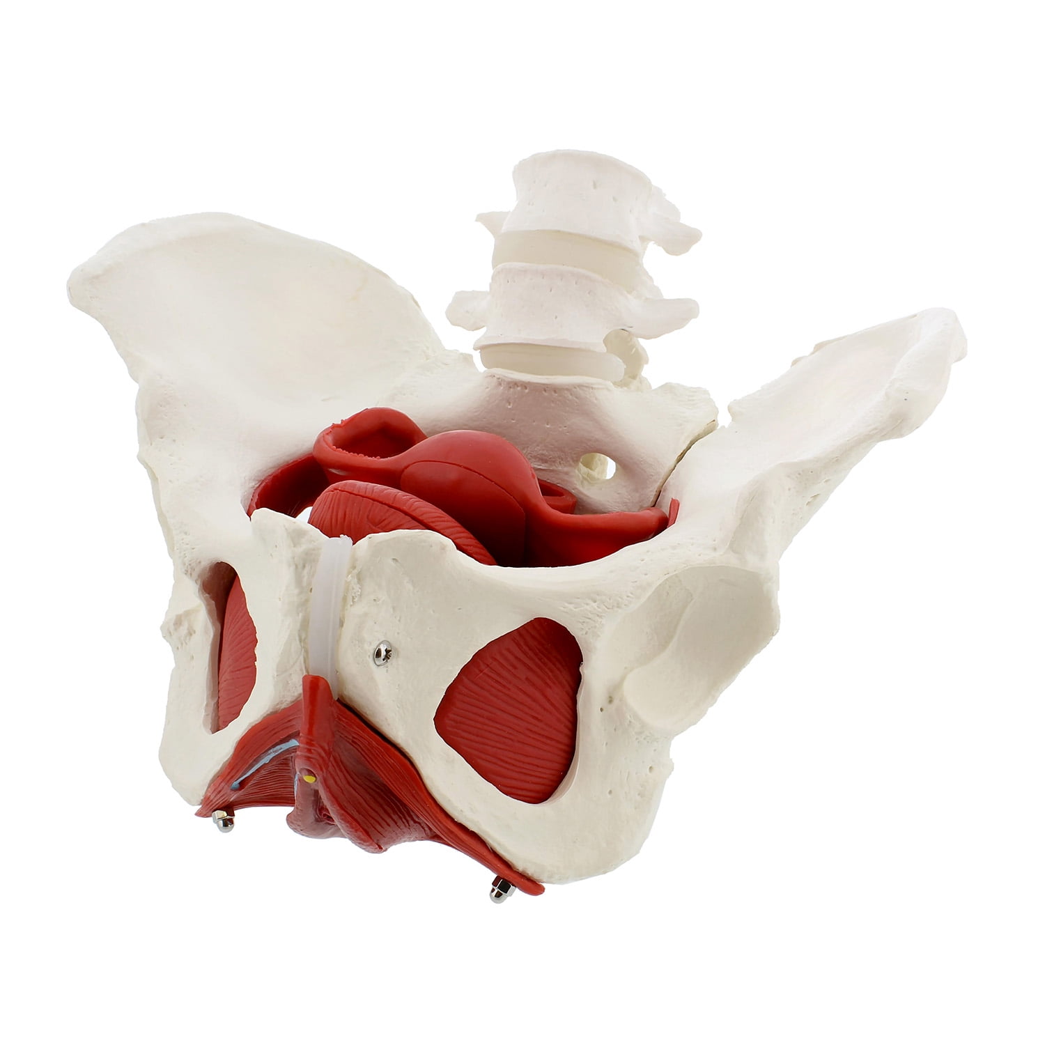 MonMed Pelvic Model 6pc Life Size Anatomical Female Pelvis Model with  Muscles