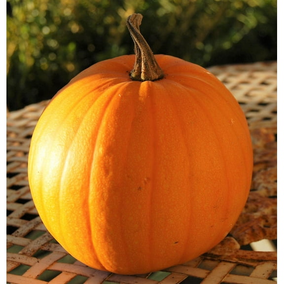 TomorrowSeeds - Connecticut Field Pumpkin Seeds - 200  Count - For 2026 Planting Patch Jack O'