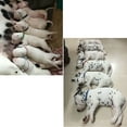 thumbnail image 3 of OULII 15 Pcs Adjustable Pet Collar Fleece Assorted Color Dog Accessories For Growth Tracking, 3 of 4