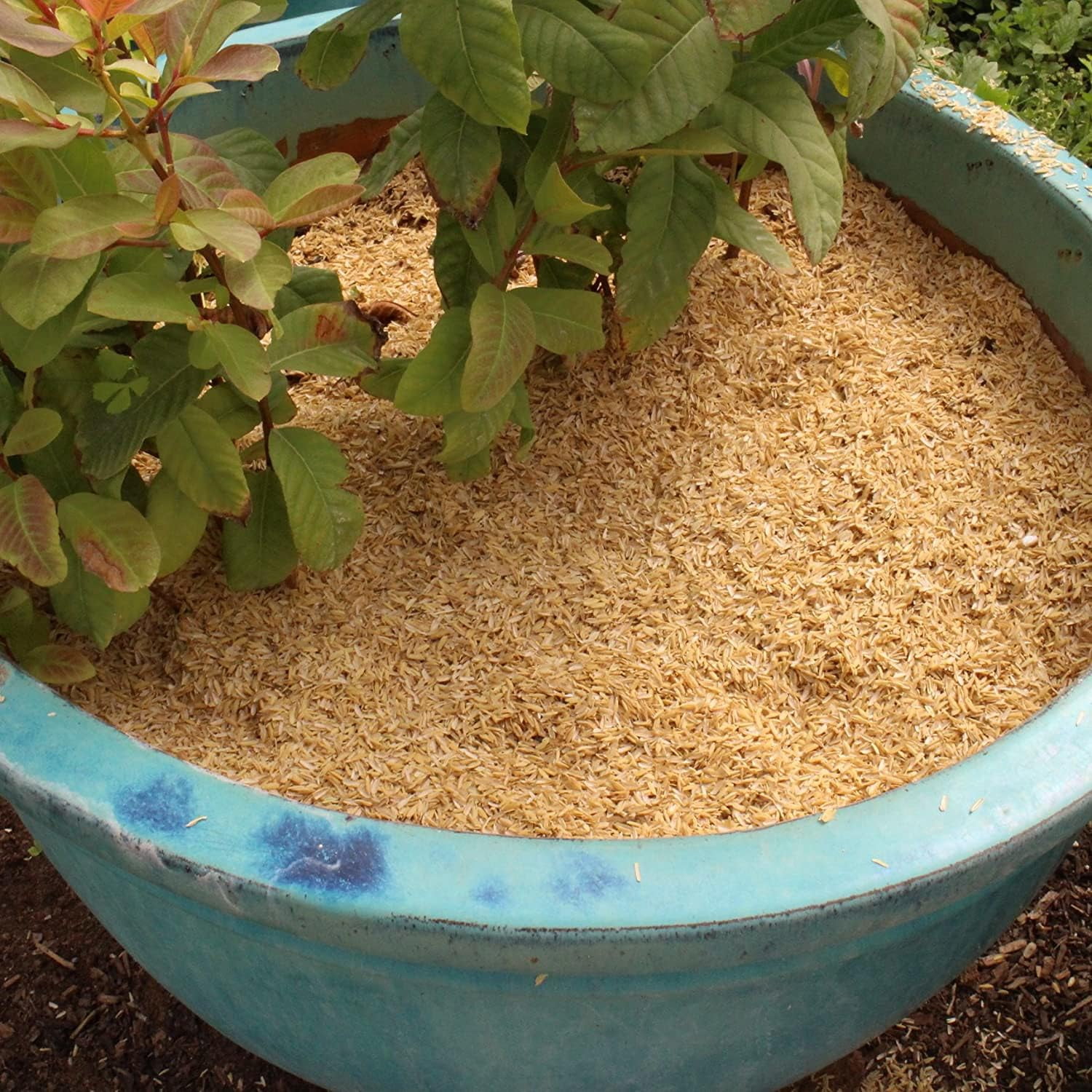 ⭐ Sustainable Mulching with Gardenera Labs Rice Hulls - Maintain Soil Temperature, Suppress Weeds, and Conserve Water - 10 QUARTS