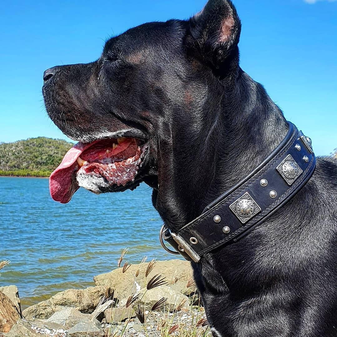 The Bestia "Eros" All Black Leather Dog Collar for Large Dog Breeds