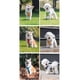 thumbnail image 5 of 2pz Pechera Arnes Con Correa Para Perro Chico Mediano Grande, 5 of 8