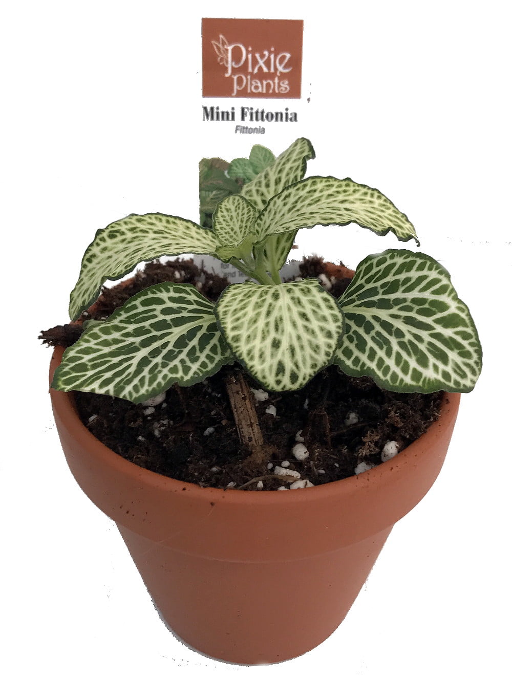 Silver Nerve Plant Fittonia Terrarium/Fairy Garden/House Plant 3