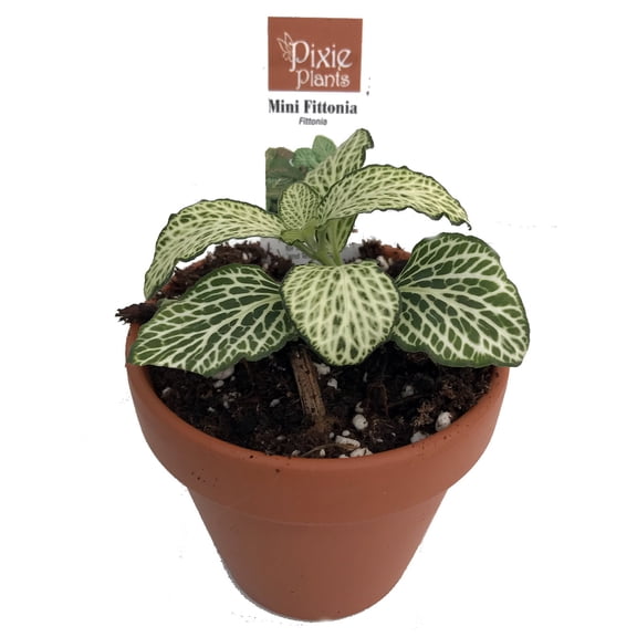 Silver Nerve Plant - Fittonia - Terrarium/Fairy Garden/House Plant - 3" Clay Pot