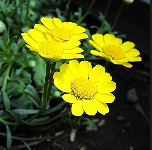 50 Yellow Daisy Seeds Chrysanthemum multicaule Ornamental Garden Flowers 