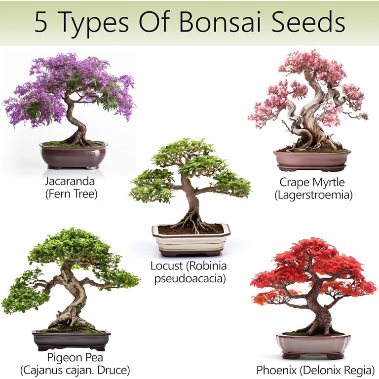 Bonsai Tree Kit  5X Unique Japanese Bonzai Trees | Complete Indoor Bonsai  Starter Kit for Growing Bonsai Plants with Tools & Planters  Gardening  Gifts for Women & Men - Walmart.com