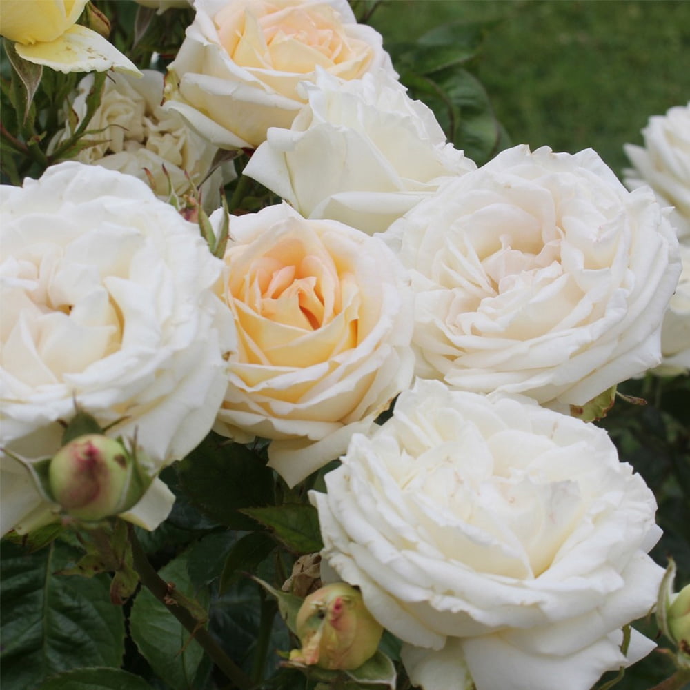 Heirloom Roses Rose Bush - Parfuma® Madame Anisette™ Grandiflora , Live Rose Plant