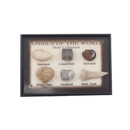 puka Fossils From Around The World