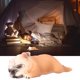 thumbnail image 4 of Bulldog Francés, Detalles Detallados Juguete Educativo Apariencia Realista No Propensa A Caer Para El Hogar ANGGREK Otros, 4 of 8