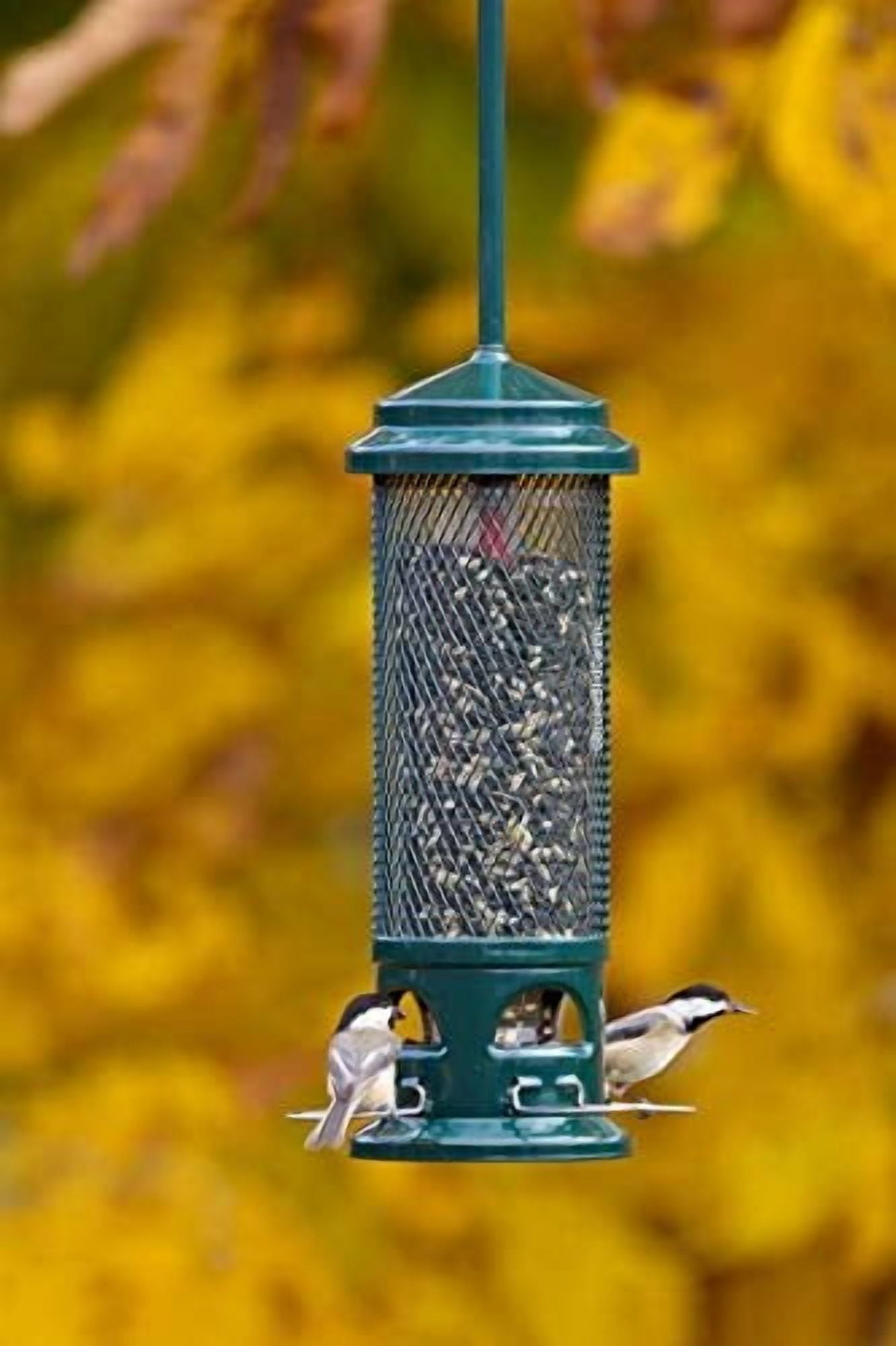 Squirrel-Proof Bird Feeder with 4 Removable Metal Perches, 2.6 lb Seed Capacity, Chew-Resistant Design for Easy Cleaning, Green Color for Wild Birds