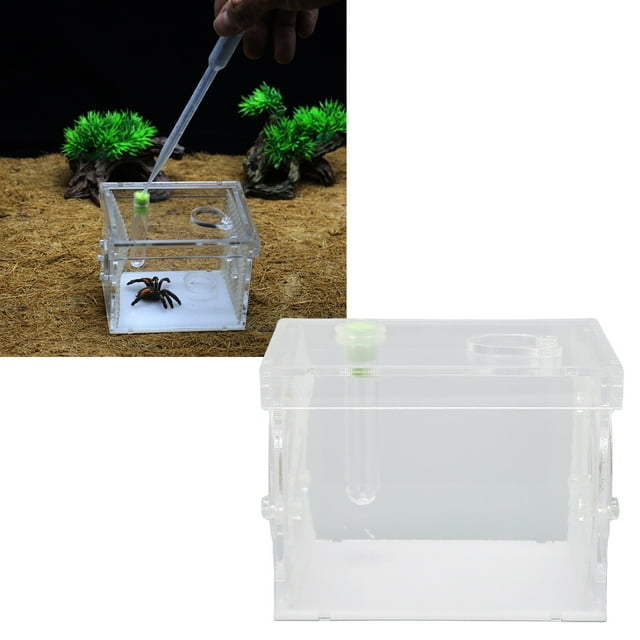 Tanque de recinto para insectos reptiles Bling Bling acrílico