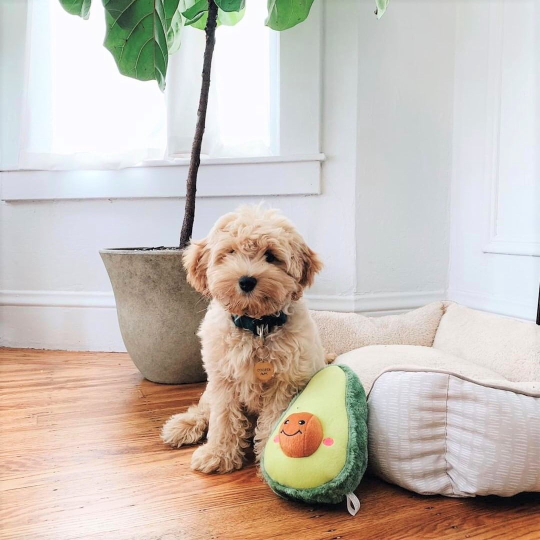 ZippyPaws Plush Dog Toy NomNomz - Avocado