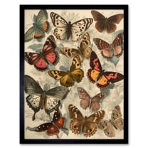 Vintage Cottagecore Aesthetic Butterflies Colour Pencil Insect Study Decor Art Print Framed Poster Wall Decor 12x16 inch