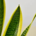 thumbnail image 2 of Snake Plant Laurentii, 2 of 13