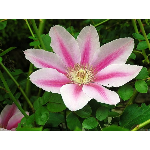 Pink Cameo Clematis Vine  - Early Large-flowered Fragrant - 2.5" Pot
