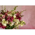 thumbnail image 3 of Eartcare Seeds - Snapdragon Maximum Mix 2000 Seeds (Antirrhinum Majus) Heirloom - Open Pollinated, 3 of 5