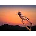 thumbnail image 2 of Nayyer Reza, Sayyed 14x11 Black Ornate Wood Framed with Double Matting Museum Art Print Titled - Bulbul, 2 of 4