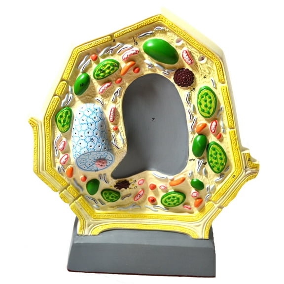 Eisco Labs Plant Cell Model; Free Standing; Height 10.5"; Width 8.5"; Greatly Magnified
