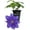 1 Plant, variant on Clematis Olympia - Live Starter Plant in a 2 Inch Growers Pot - Starter Plants Ready for The Garden - Rare Clematis for Collectors