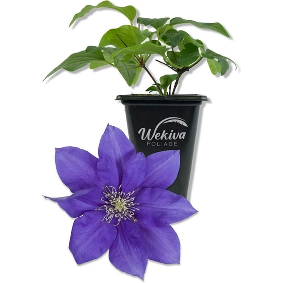 Clematis Olympia - Live Starter Plant in a 2 Inch Growers Pot - Starter Plants Ready for The Garden - Rare Clematis for Collectors