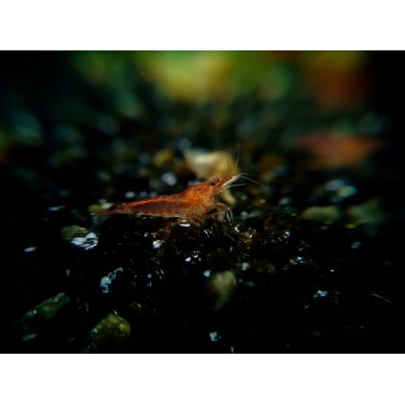 - Canvas Print Water Creature Shrimp Red Fire Creature Stretched Canvas 10 x 14