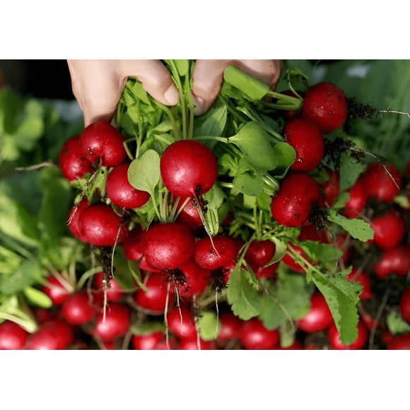HIGHGW 80 Graines, Graines de Radis Champion, Graines de Jardinage de Légumes Maison Extérieur Jardin Graines de Jardinage de Légumes Graines Patrimoniales Sans OGM