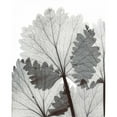 thumbnail image 3 of Koetsier, Albert 20x24 Black Modern Framed Museum Art Print Titled - Anise in BandW, 3 of 5