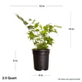 thumbnail image 4 of Expert Gardener Holly Fern (2.5 Quart) Semi-evergreen perennial with glossy green foliage - part sun to shade plant, 4 of 8