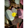 thumbnail image 2 of Johnson, George 23x32 White Modern Wood Framed Museum Art Print Titled - Cactus Flowers III, 2 of 4