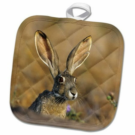 Texas Holdem Nuts - 3dRose Tailed Jack Rabbit Starr County Texas Pot Holder