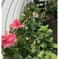 thumbnail image 4 of Live Plant! "Wine Press" Exotic Tropical Hibiscus Live Plant in 4" pot, 4 of 7