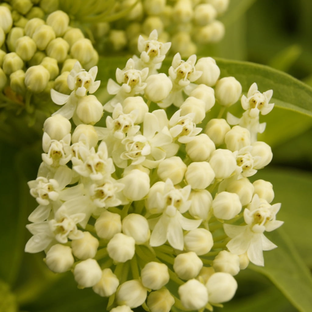 Van Zyverden Asclepias Ice Ballet Support The Monarchs Set of 3 Plant Roots White Full Sun Easy to Grow 1 lb