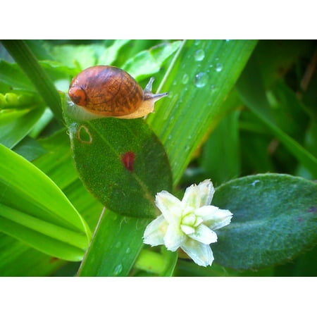 - LAMINATED POSTER Animals Flowers Morning Green Snail Leaf Dew Poster Print 24 x 36