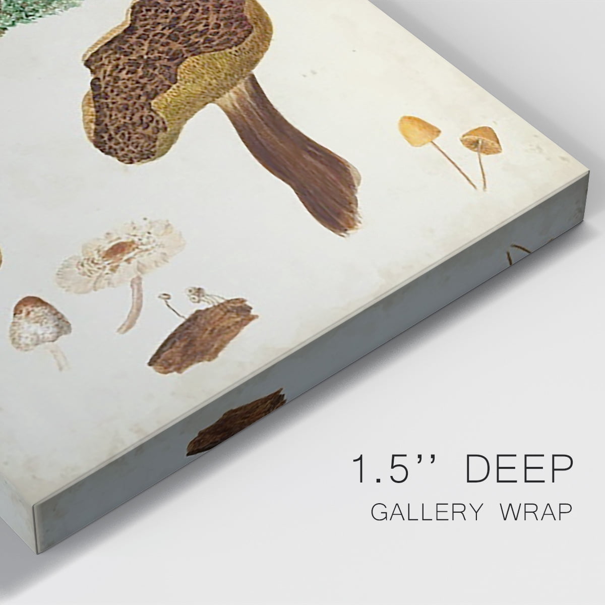 Mushroom Species XI Premium Gallery Wrapped Canvas - Ready to Hang