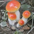thumbnail image 4 of Estatuilla de hongos en miniatura de resina Baoblaze Naranja rojo, 4 of 8