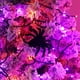 thumbnail image 5 of Cadena de luces LED para iluminación del hogar, Halloween, 66 pies, 200 LED, morado y naranja, 5 of 8