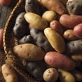 thumbnail image 2 of Van Zyverden Fresh Crop Gourmet Potato Blend Set of 12 Bulbs White Full Sun, 2 of 8