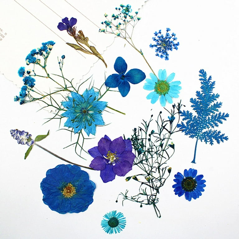Pressed Flowers | Beautiful in Blue | Blue collection | 33pcs Marketplace  Dried Florals by undefined