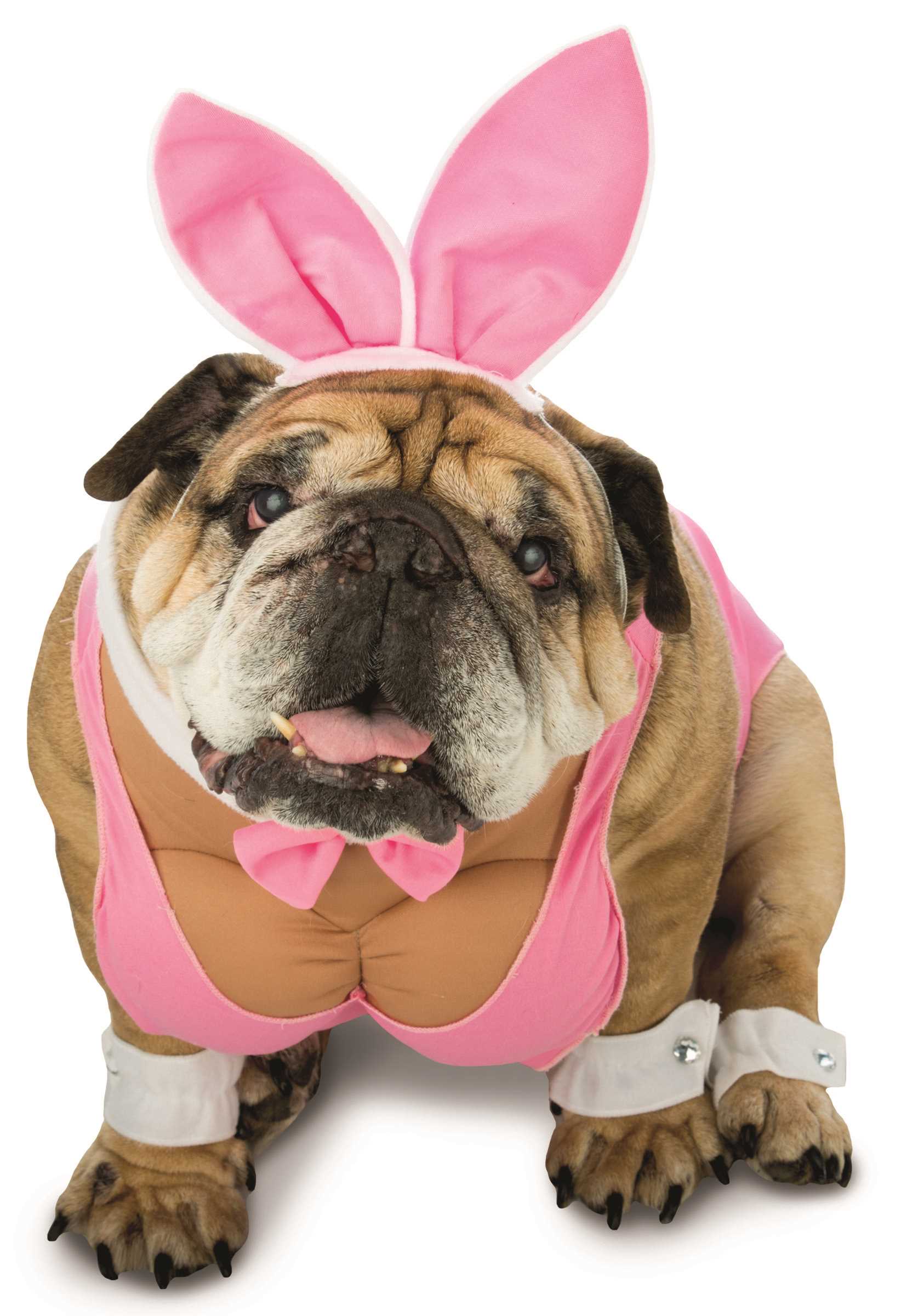 Zelda Hunny Bunny Dog Costume