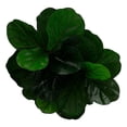 thumbnail image 4 of planta de plástico pandurata de 95 cm con maceta de plástico negra, 4 of 5