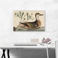 thumbnail image 2 of ARTCANVAS Bahama White-Cheeked Pintail Canvas Art Print by Mark Catesby - Size: 26" x 18" (1.50" Deep), 2 of 9