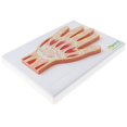 thumbnail image 1 of Sección de resonancia magnética 1:1, articulación de mano , músculo, articulación de muñeca, modelo de , recursos de aprendizaje, perfke Estatua del músculo articular de la mano, 1 of 9