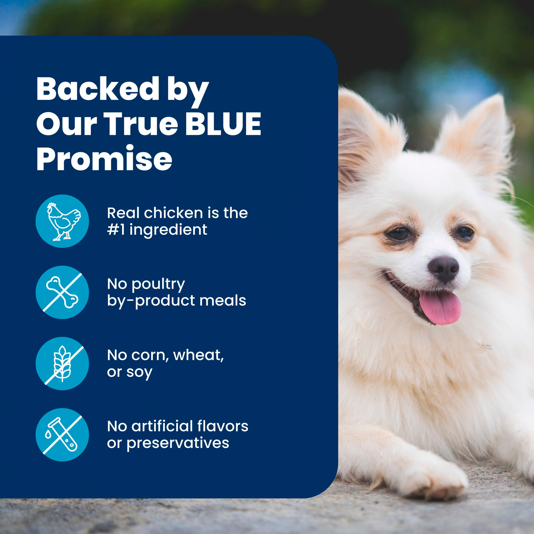 Blue Buffalo Life Protection Small Breed Senior Dog Food, 5 lb photo 8