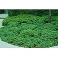 thumbnail image 4 of San Jose Juniper  10 Live Plants  Juniperus Chinensis  Bonsai Drought Tolerant Cold Hardy Evergreen Groundcover, 4 of 9