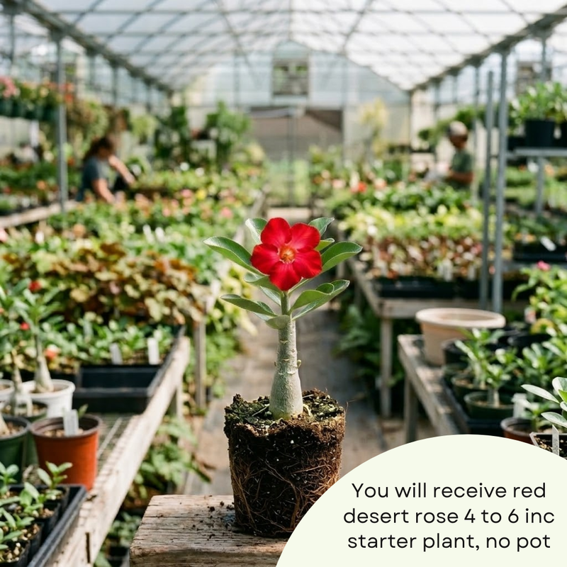 Red Desert Rose Plant Live, Adenium Obesum Desert Rose, 4-8 Inc Tall, Perennia and Hardy Succulent for Indoor and Outdoor Planting